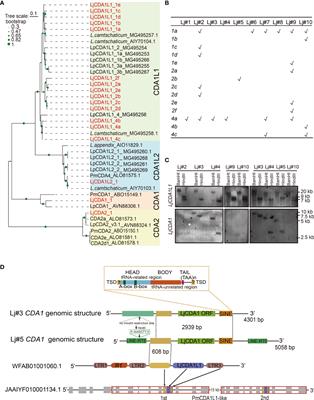 New Insights Into the Lineage-Specific Expansion and Functional Diversification of Lamprey AID/APOBEC Family